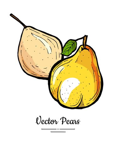 Pears fruits vector isolate. Yellow brown whole pear fruit hand drawn illustration. Trendy food vegetarian sweet ripe fruit icon   sketch line art style. Pear illustration isolated white backgroundのイラスト素材