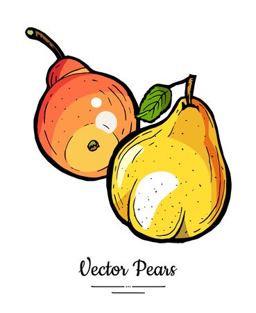Pears fruits vector isolate. Yellow red whole pear. Fruits hand drawn illustration. Trendy food vegetarian sweet ripe fruit icon   sketch line art style. Pear illustration isolated white backgroundのイラスト素材