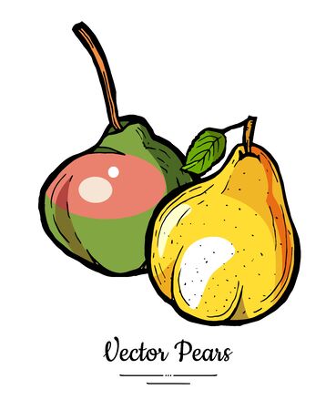 Pears fruits vector isolate. Yellow green whole pear fruit hand drawn illustration. Trendy food vegetarian sweet ripe fruit icon   sketch line art style. Pear illustration isolated white backgroundのイラスト素材