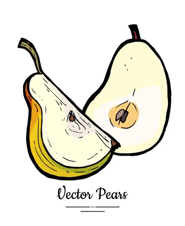 Pears fruits vector isolate. Pear half cut chopped quarter slice. Fruit hand drawn illustration. Trendy food vegetarian sweet fruit icon   sketch. Green yellow pear illustration white background,のイラスト素材