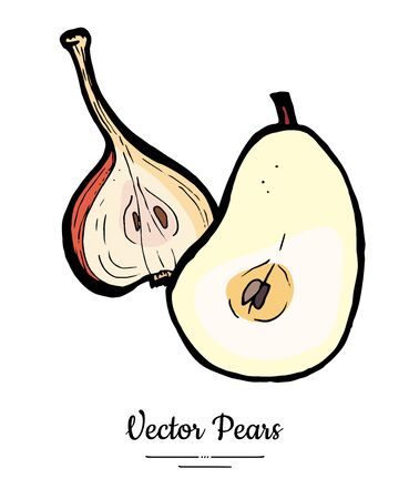 Pears fruits vector isolate. Pear whole chopped half cut slices. Fruit hand drawn illustration. Trendy food vegetarian sweet fruit icon   sketch style. Red yellow pear illustration white backgroundのイラスト素材