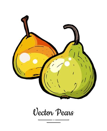 Pears fruits vector isolate. Yellow green whole pear fruit hand drawn illustration. Trendy food vegetarian sweet ripe fruit icon   sketch line art style. Pear illustration isolated white backgroundのイラスト素材