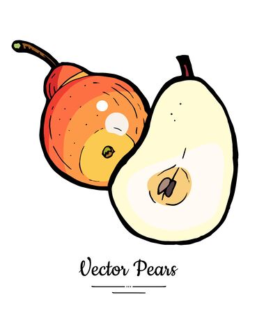 Pears fruits vector isolate. Pear whole chopped half cut slice. Fruit hand drawn illustration. Trendy food vegetarian sweet fruit icon logo sketch style. Red yellow pear illustration white backgroundのイラスト素材