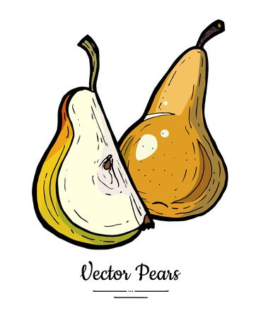 Pears fruits vector isolate. Pear whole chopped quarter slice. Fruit hand drawn illustration. Trendy food vegetarian sweet fruit icon logo sketch style Green yellow pear illustration white backgroundのイラスト素材
