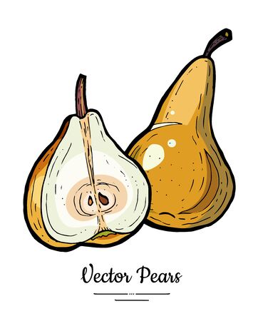 Pears fruits vector isolate. Pear whole chopped half cut slice. Fruit hand drawn illustration. Trendy food vegetarian sweet fruit icon logo sketch style Brown yellow pear illustration white backgroundのイラスト素材