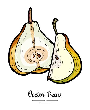 Pears fruits vector isolate. Pear half cut chopped quarter slice. Fruit hand drawn illustration. Trendy food vegetarian sweet fruit icon logo sketch. Green yellow pear illustration white background,のイラスト素材
