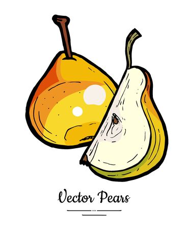 Pears fruits vector isolate.のイラスト素材