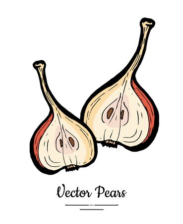 Pears fruits vector isolate.のイラスト素材