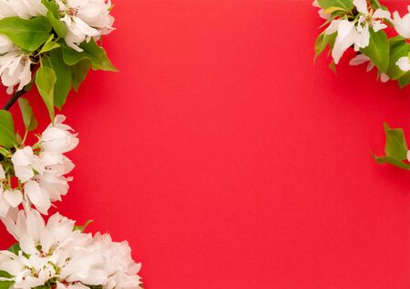 Apple tree blossom branch red pink background flat lay. White flowering buds top view template long web banner. Copy space backdrop mockup design. Floral spring frame fresh flowers invitation conceptの写真素材