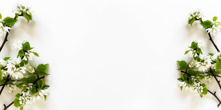 Tree blossom branch whiteの写真素材