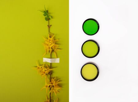 Yellow flowers blossom branch lime green background flat lay. Forsythia flowering buds top view template long banner. Copy space backdrop mockup design. Floral beautiful frame fresh invitation conceptの写真素材