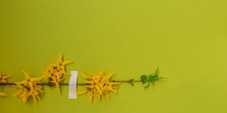 Yellow flowers blossom branch lime green background flat lay. Forsythia flowering buds top view template long banner. Copy space backdrop mockup design. Floral beautiful frame fresh invitation conceptの写真素材