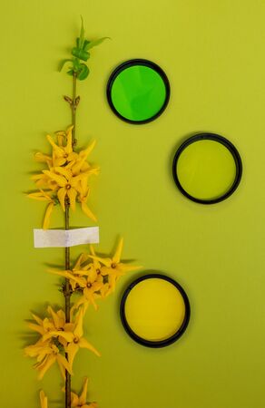 Yellow flowers blossom branch lime green background flat lay. Forsythia flowering buds top view template long banner. Copy space backdrop mockup design. Floral beautiful frame fresh invitation conceptの写真素材