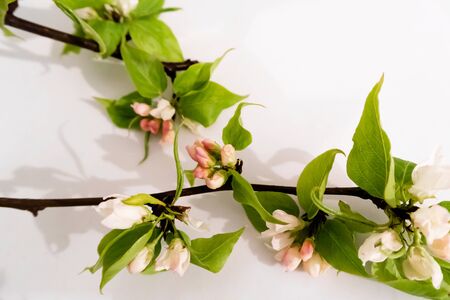 Apple tree blossom branch white background flat lay. White flowering buds top view template long web banner. Copy space backdrop mockup design. Floral spring frame fresh flowers invitation conceptの写真素材