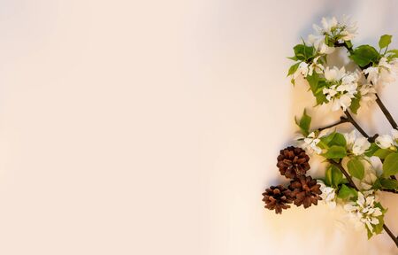 Apple tree blossom branch white background flat lay. White flowering buds top view template long web banner. Copy space backdrop mockup design. Floral spring frame fresh flowers invitation conceptの写真素材