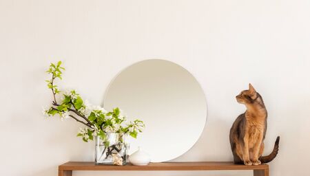 Cat white living room minimalist interior shelf mockup. Decoration living room home interior. Cozy interior shelf round mirror flower vaze. Room cat modern white empty wall. Copy space backdrop designの写真素材