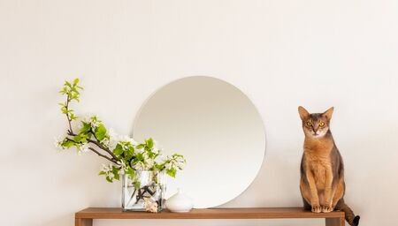 Cat white living room minimalist interior shelf mockup. Decoration living room home interior. Cozy interior shelf round mirror flower vaze. Room cat modern white empty wall. Copy space backdrop designの写真素材