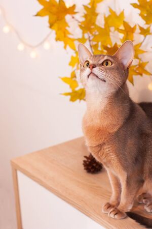 Cat home in white room with blank wall. Clean wall with light garland, yellow maple leasves. Abyssinian cat, sitting on bookshelf. Cozy white interior, autumn concept. Space for text, selective focus.の写真素材