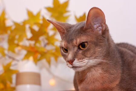Cat home in white room with blank wall. Clean wall with light garland, yellow maple leasves. Abyssinian cat, sitting on bookshelf. Cozy white interior, autumn concept. Space for text, selective focus.の写真素材