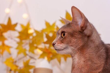 Cat home in white room with blank wall. Clean wall with light garland, yellow maple leasves. Abyssinian cat, sitting on bookshelf. Cozy white interior, autumn concept. Space for text, selective focus.の写真素材