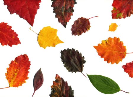Leaves set mock up on white background for decoration design template. Beautiful nature light background with colorful leaves. Red, orange, yellow fallen tree foliage top view, empty space for text.の写真素材