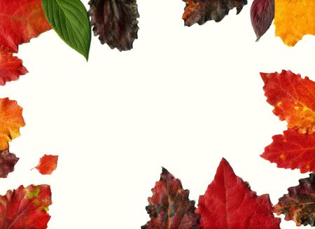 Leaves set mock up on white background for decoration design template. Beautiful nature light background with colorful leaves. Red, orange, yellow fallen tree foliage top view, empty space for text.の写真素材