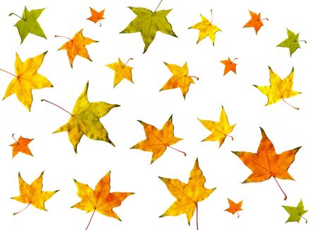 Leaves set mock up on white background for decoration design template. Beautiful nature light background with colorful leaves. Red, orange, yellow fallen tree foliage top view, empty space for text.の写真素材