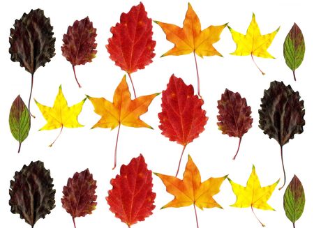 Leaves set mock up on white background for decoration design template. Beautiful nature light background with colorful leaves. Red, orange, yellow fallen tree foliage top view, empty space for text.の写真素材