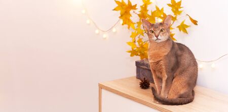 Abyssinian cat white living room minimalist interior shelf. Autumn decoration room home interior. Cat light garland yellow maple leaves. Modern white empty wall. Copy space selective focus long bannerの写真素材
