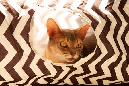 Abyssinian cat. Close up portrait of blue abyssinian female cat, sitting in striped tunnel. Pretty cat on white background. Cute kitty, looking forward. Yellow eyes, big ears curious abyssinian cat.の写真素材