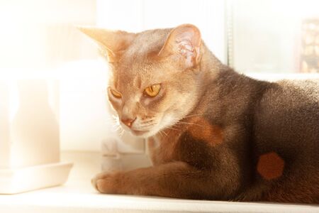 Abyssinian cat at window. Close up portrait of blue abyssinian female cat, sitting on windowsill. Pretty cat on white background with backlighting. Cute kitty in sunlight. Yellow eyes, big ears cat.の写真素材
