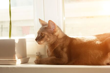 Abyssinian cat at window. Close up portrait of blue abyssinian female cat, sitting on windowsill. Pretty cat on white background with backlighting. Cute kitty in sunlight. Yellow eyes, big ears cat.の写真素材