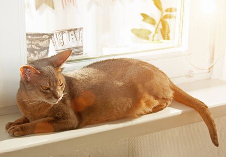 Abyssinian cat at window. Close up portrait of blue abyssinian female cat, sitting on windowsill. Pretty cat on white background with backlighting. Cute kitty in sunlight. Yellow eyes, big ears cat.の写真素材