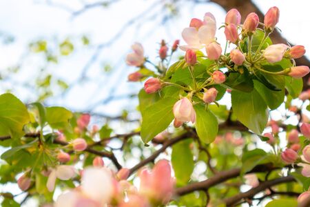 Sunny spring day green blooming garden. Beautiful pink white apple tree blossom branches. Spring flowers garden. Apple tree blossom blue background. Floral green long web banner. White flowering budsの写真素材