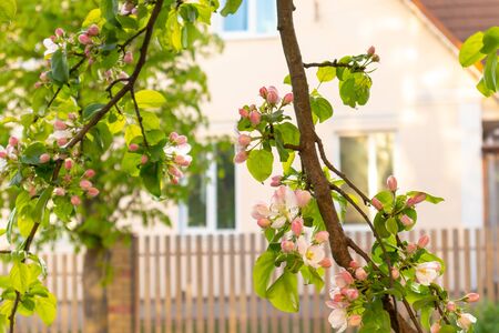 Sunny spring day green blooming garden. Beautiful pink white apple tree blossom branches. Spring flowers garden. Apple tree blossom blue background. Floral green long web banner. White flowering budsの写真素材