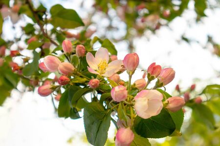 Sunny spring day green blooming garden. Beautiful pink white apple tree blossom branches. Spring flowers garden. Apple tree blossom blue background. Floral green long web banner. White flowering budsの写真素材