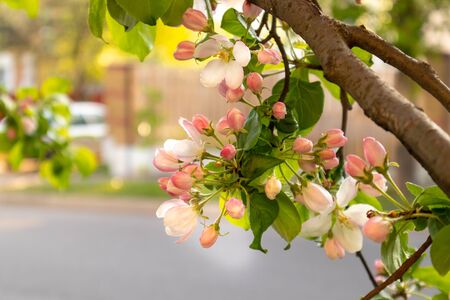 Sunny spring day green blooming garden. Beautiful pink white apple tree blossom branches. Spring flowers garden. Apple tree blossom blue background. Floral green long web banner. White flowering budsの写真素材