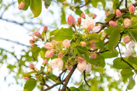 Sunny spring day green blooming garden. Beautiful pink white apple tree blossom branches. Spring flowers garden. Apple tree blossom blue background. Floral green long web banner. White flowering budsの写真素材