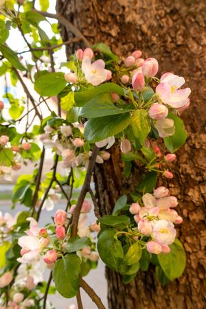 Sunny spring day green blooming garden. Beautiful pink white apple tree blossom branches. Spring flowers garden. Apple tree blossom blue background. Floral green long web banner. White flowering budsの写真素材