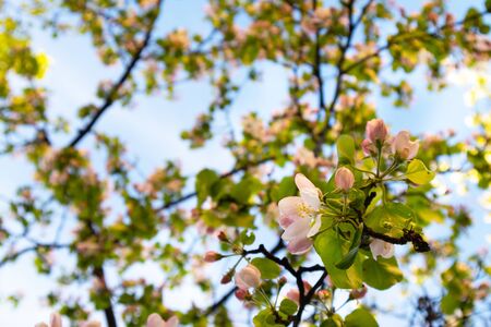 Sunny spring day green blooming garden. Beautiful pink white apple tree blossom branches. Spring flowers garden. Apple tree blossom blue background. Floral green long web banner. White flowering budsの写真素材