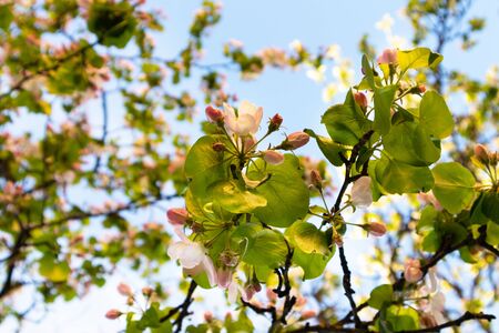 Sunny spring day green blooming garden. Beautiful pink white apple tree blossom branches. Spring flowers garden. Apple tree blossom blue background. Floral green long web banner. White flowering budsの写真素材