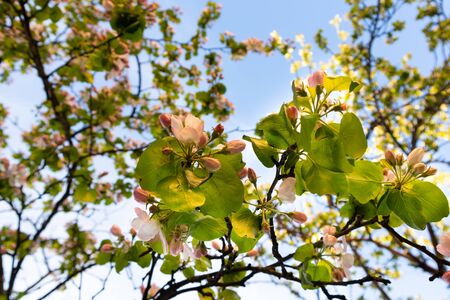 Sunny spring day green blooming garden. Beautiful pink white apple tree blossom branches. Spring flowers garden. Apple tree blossom blue background. Floral green long web banner. White flowering budsの写真素材