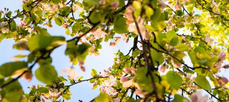 Sunny spring day green blooming garden. Beautiful pink white apple tree blossom branches. Spring flowers garden. Apple tree blossom blue background. Floral green long web banner. White flowering budsの写真素材