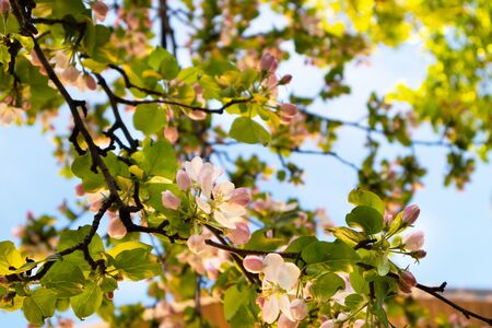Sunny spring day green blooming garden. Beautiful pink white apple tree blossom branches. Spring flowers garden. Apple tree blossom blue background. Floral green long web banner. White flowering budsの写真素材