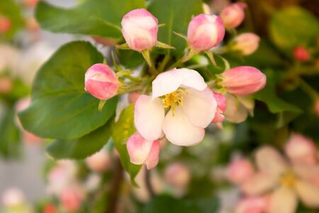 Sunny spring day green blooming garden. Beautiful pink white apple tree blossom branches. Spring flowers garden. Apple tree blossom blue background. Floral green long web banner. White flowering budsの写真素材