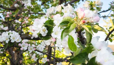 Sunny spring day green blooming garden. Beautiful pink white apple tree blossom branches. Spring flowers garden. Apple tree blossom blue background. Floral green long web banner. White flowering budsの写真素材