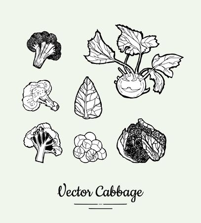 Cabbage hand drawn vector black and white set. Modern cabbage illustration. Hand drawn illustration of isolated cabbage for vegetarian poster, banner, postcard,   icons, sticker, restaurant menu.のイラスト素材