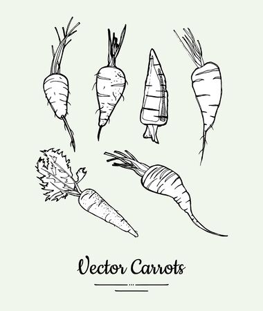 Carrot vegetable isolated groceries vector set for poster, label template. Fresh food line hand drawn illustration. Carrot black white sketch isolated vegetables, vegetarian poster, restaurant menu.のイラスト素材
