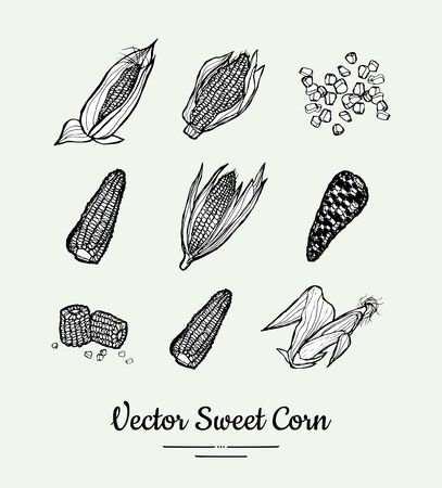 Sweet corn, corncobs, maize isolated groceries vector set for poster, label template. Fresh food line hand drawn illustration. Sweet corn black and white sketch isolated vegetables, vegetarian poster.のイラスト素材
