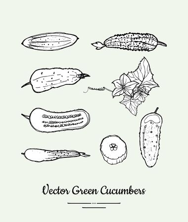 Cucumbers vegetable isolated groceries vector set for poster, label template. Fresh food line hand drawn illustration. Cucumber black white sketch isolated vegetables, vegetarian poster, restaurant.のイラスト素材